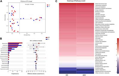 Understanding the Gut-Kidney Axis in Antineutrophil Cytoplasmic Antibody-Associated Vasculitis: An Analysis of Gut Microbiota Composition